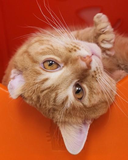 Dennis — thumbnail 3