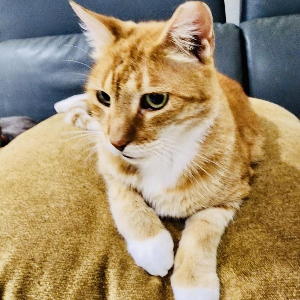 Rubio, a Adoptable Domestic Short Hair in Salem, NH image 3/4