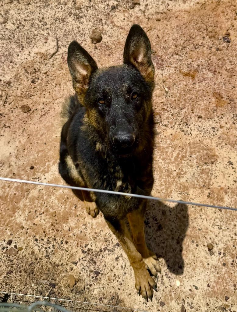 Psalm/Sophie, Adoptable, Young Female German Shepherd Dog.