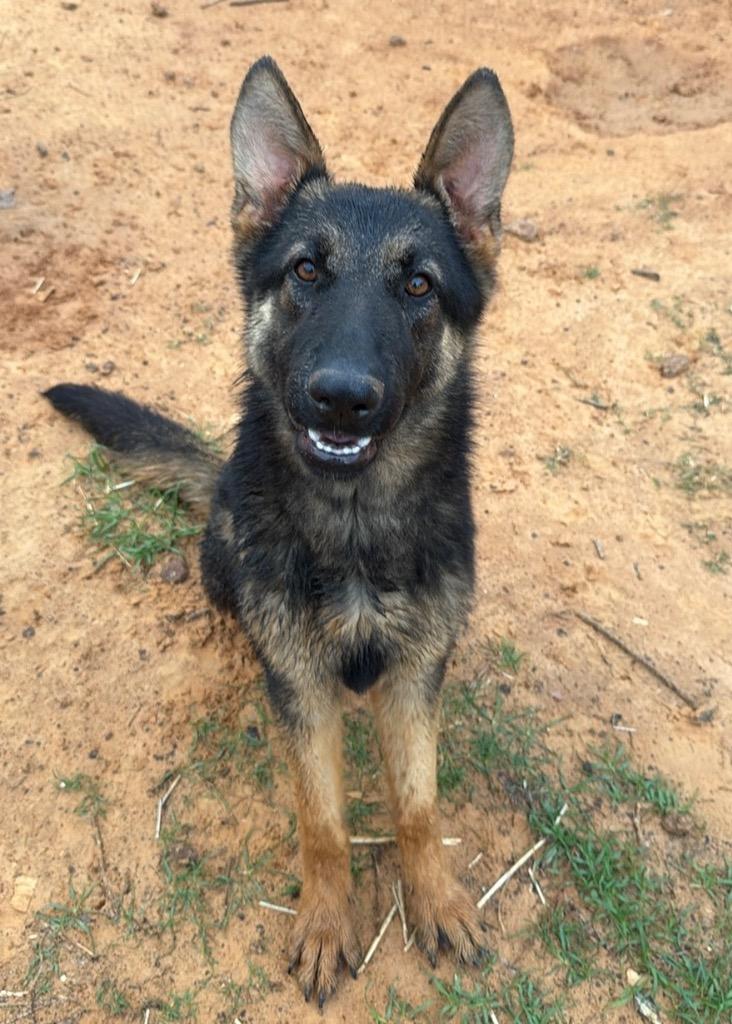 Psalm/Sophie, a Adoptable German Shepherd Dog in Gilmer, TX image 2/3
