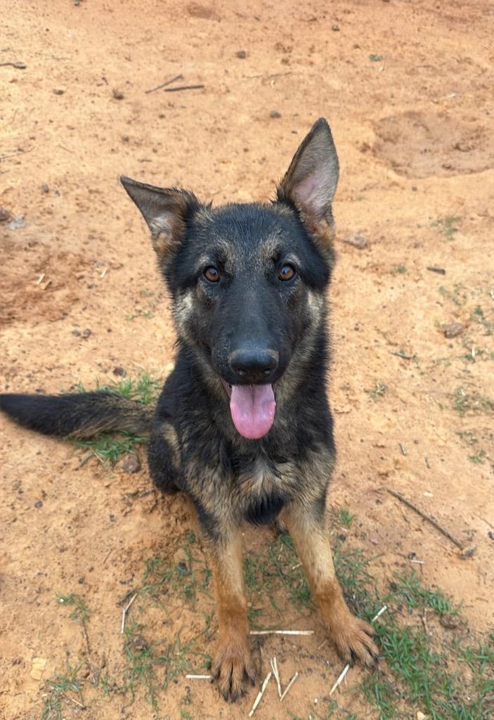 Psalm/Sophie, a Adoptable German Shepherd Dog in Gilmer, TX image 3/3