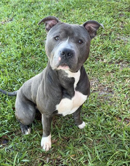 MONTY, Adoptable, Adult Male American Staffordshire Terrier.