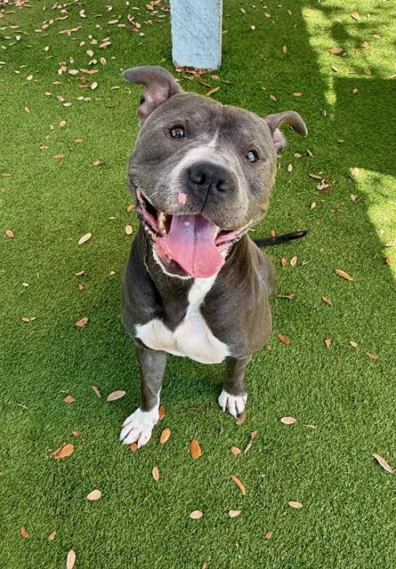 MONTY, Adoptable, Adult Male Pit Bull Terrier.