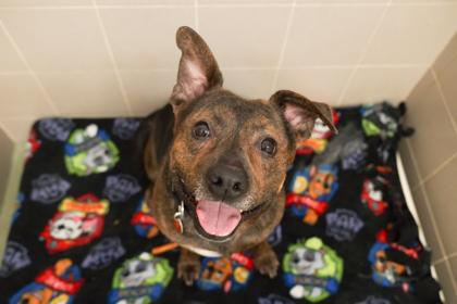 Bruiser, Adoptable, Adult Male Cattle Dog & Pit Bull Terrier.