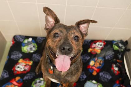 Enlarge Bruiser, a Adoptable mixed breed in Woodbury, MN image 2/3