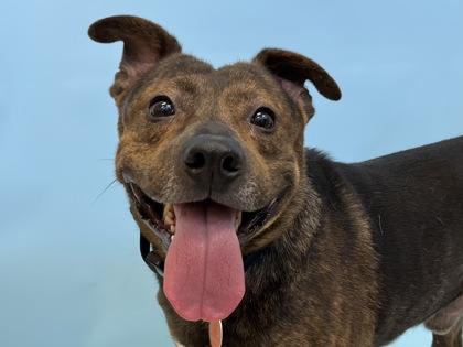 Enlarge Bruiser, a Adoptable mixed breed in Woodbury, MN image 3/3