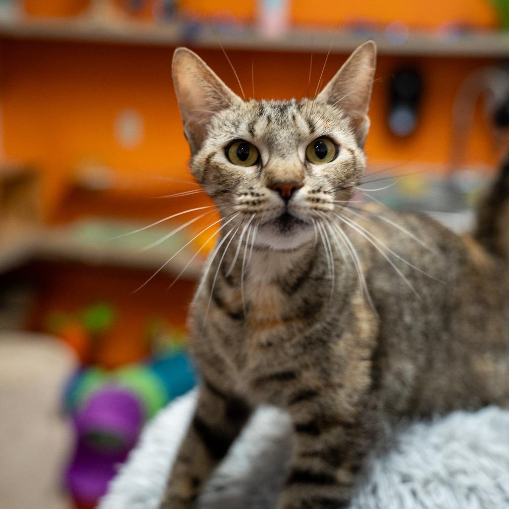 Supernova, a Adoptable Domestic Short Hair in Gainesville, GA image 1/3