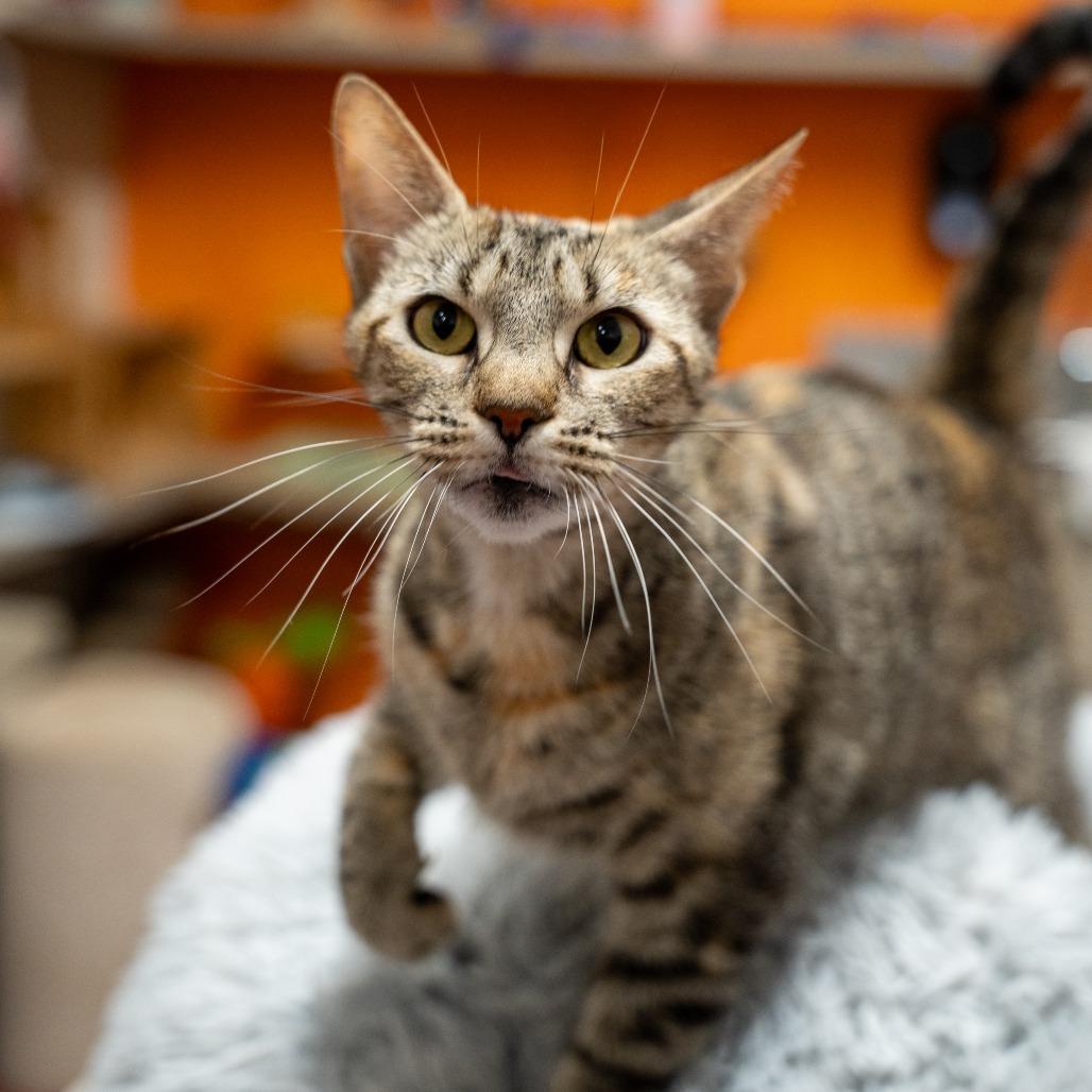 Supernova, a Adoptable Domestic Short Hair in Gainesville, GA image 2/3
