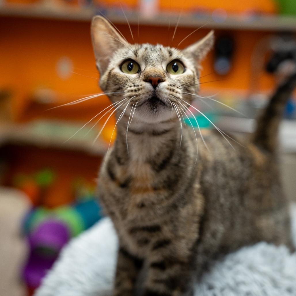 Supernova, a Adoptable Domestic Short Hair in Gainesville, GA image 3/3