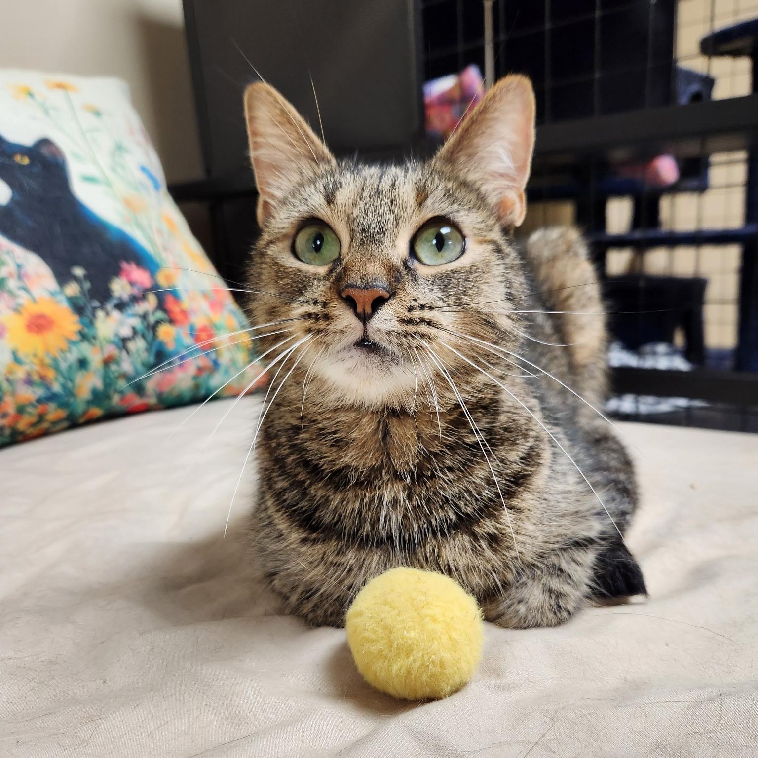 Camilla the Chicken, Adoptable, Young Female Domestic Short Hair.