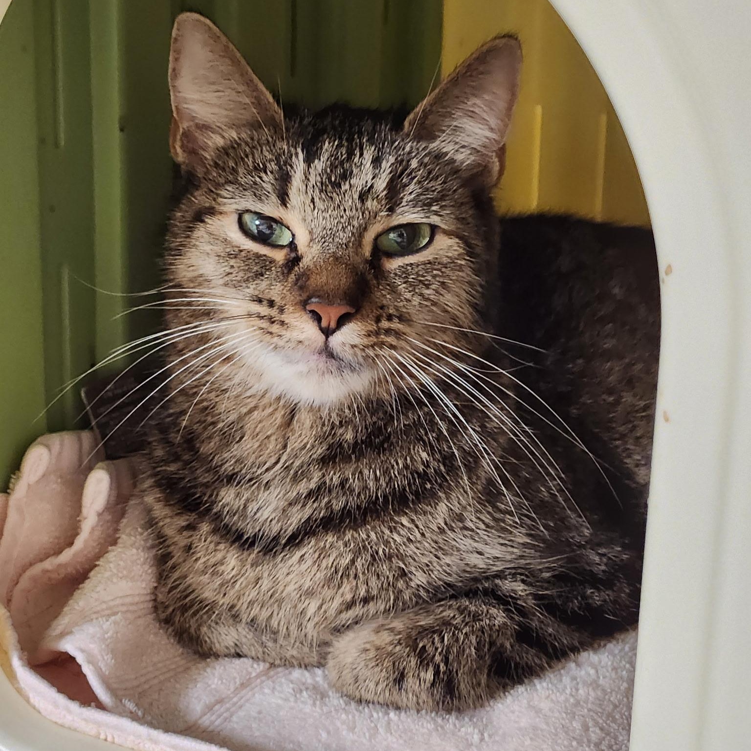 Camilla the Chicken, a Adoptable Domestic Short Hair in Scranton, PA image 2/3