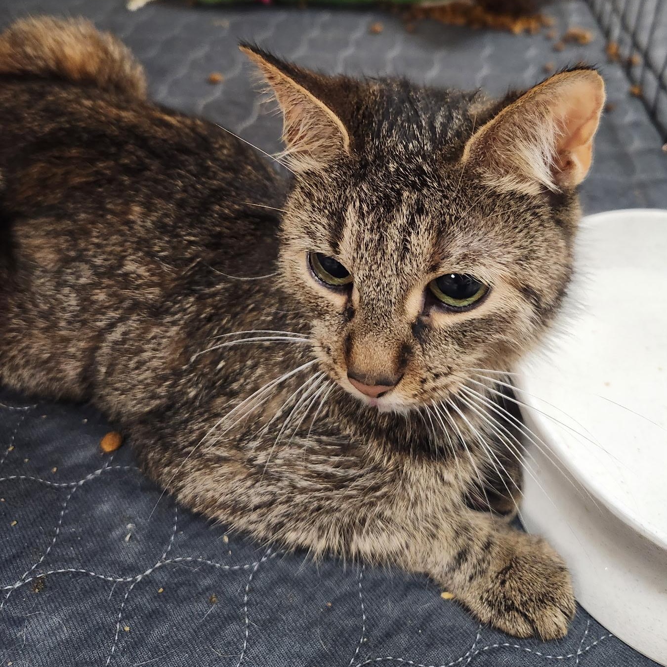 Camilla the Chicken, a Adoptable Domestic Short Hair in Scranton, PA image 3/3