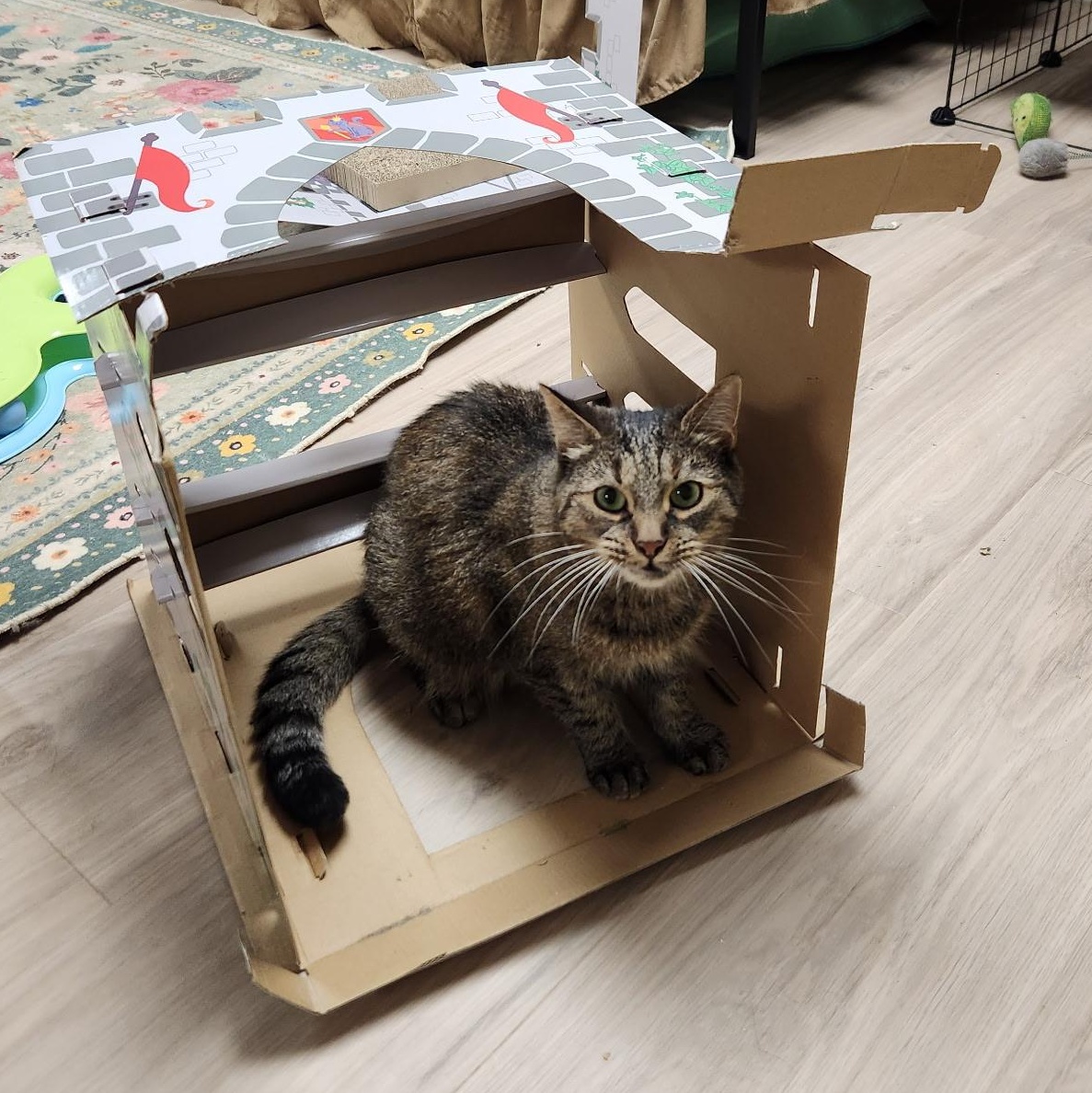Enlarge Camilla the Chicken (Mild CH - Wobbly Cat), a Adoptable Domestic Short Hair in Scranton, PA image 2/4