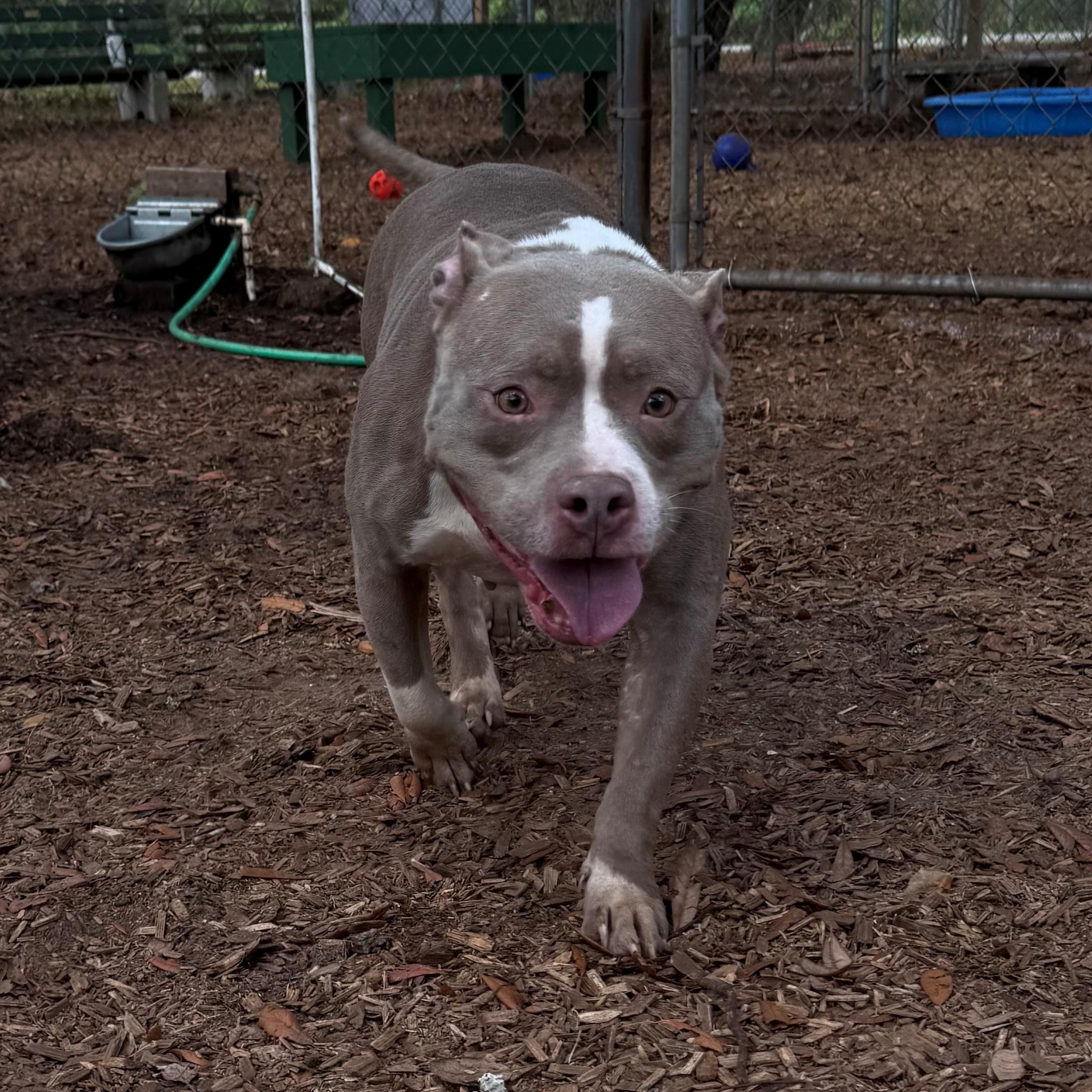 Enlarge Dumpling, a ADOPTABLE American Bully in St. Augustine, FL image 1/1