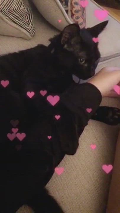 Enlarge Jack, a Adopted Domestic Short Hair in Ocala, FL video 5/9