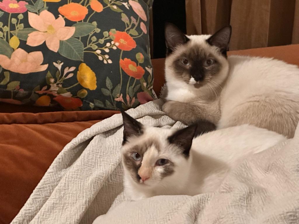 Enlarge Eve, a Adoptable mixed breed in Rome, GA image 1/2