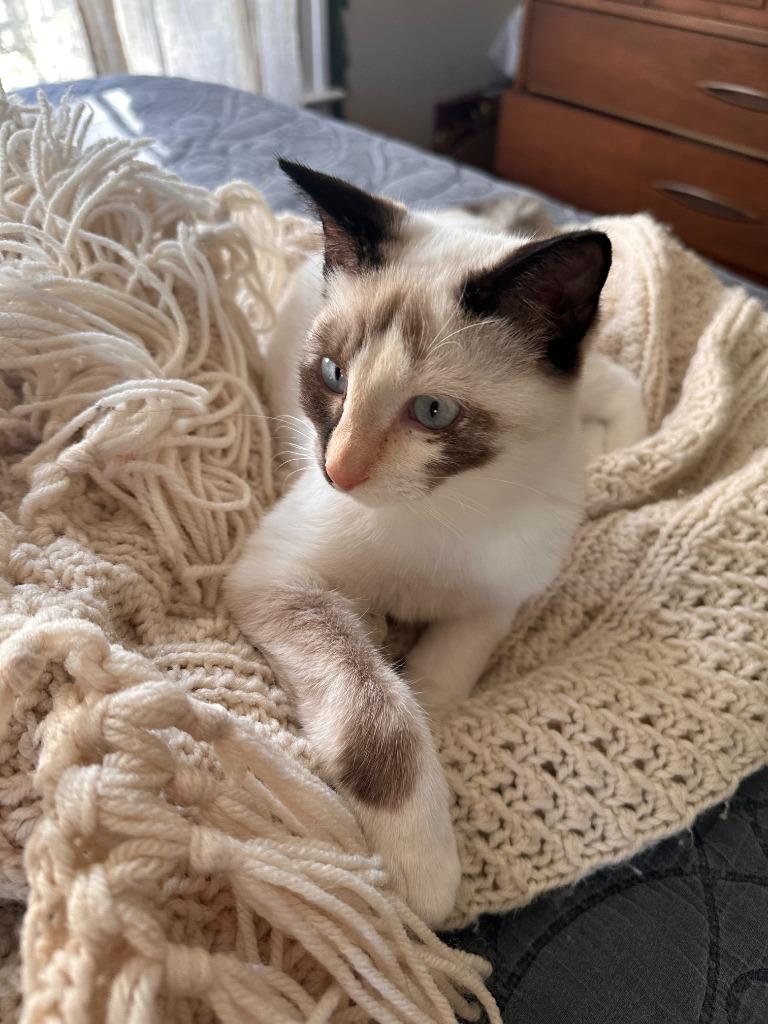 Enlarge Eve, a Adoptable mixed breed in Rome, GA image 2/2