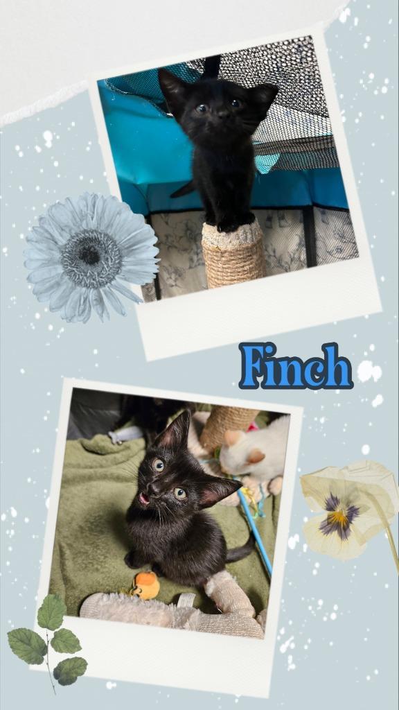 Finch, Adoptable, Kitten Male Domestic Short Hair.