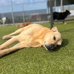 Enlarge Graham, a Adoptable mixed breed in Terre Haute, IN image 3/5