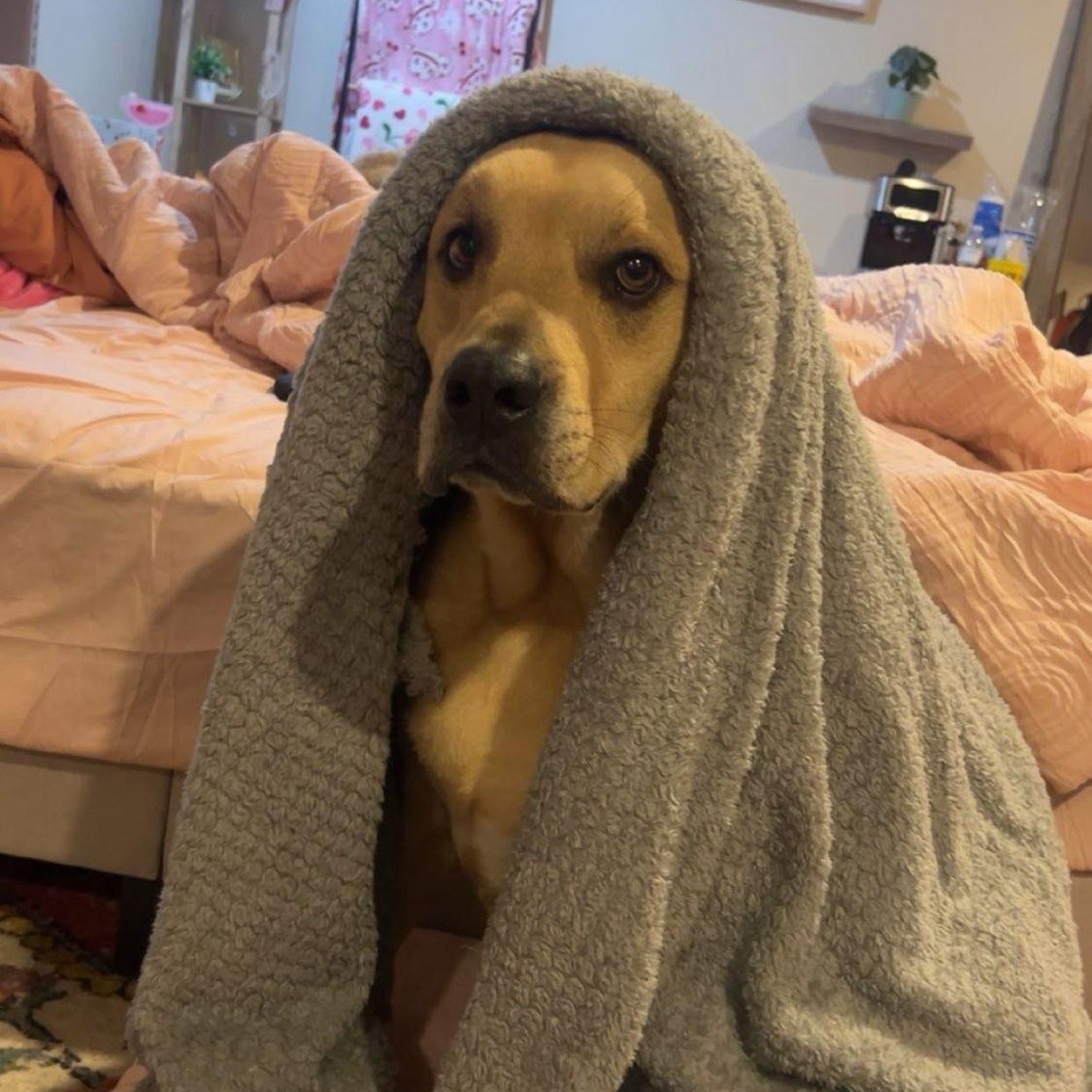 Enlarge Graham, a Adoptable mixed breed in Terre Haute, IN image 1/3