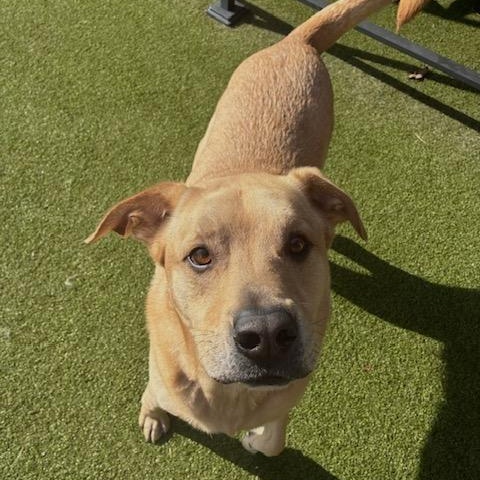 Enlarge Graham, a Adoptable mixed breed in Terre Haute, IN image 2/3