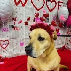 Graham, Adoptable, Adult Male Labrador Retriever.