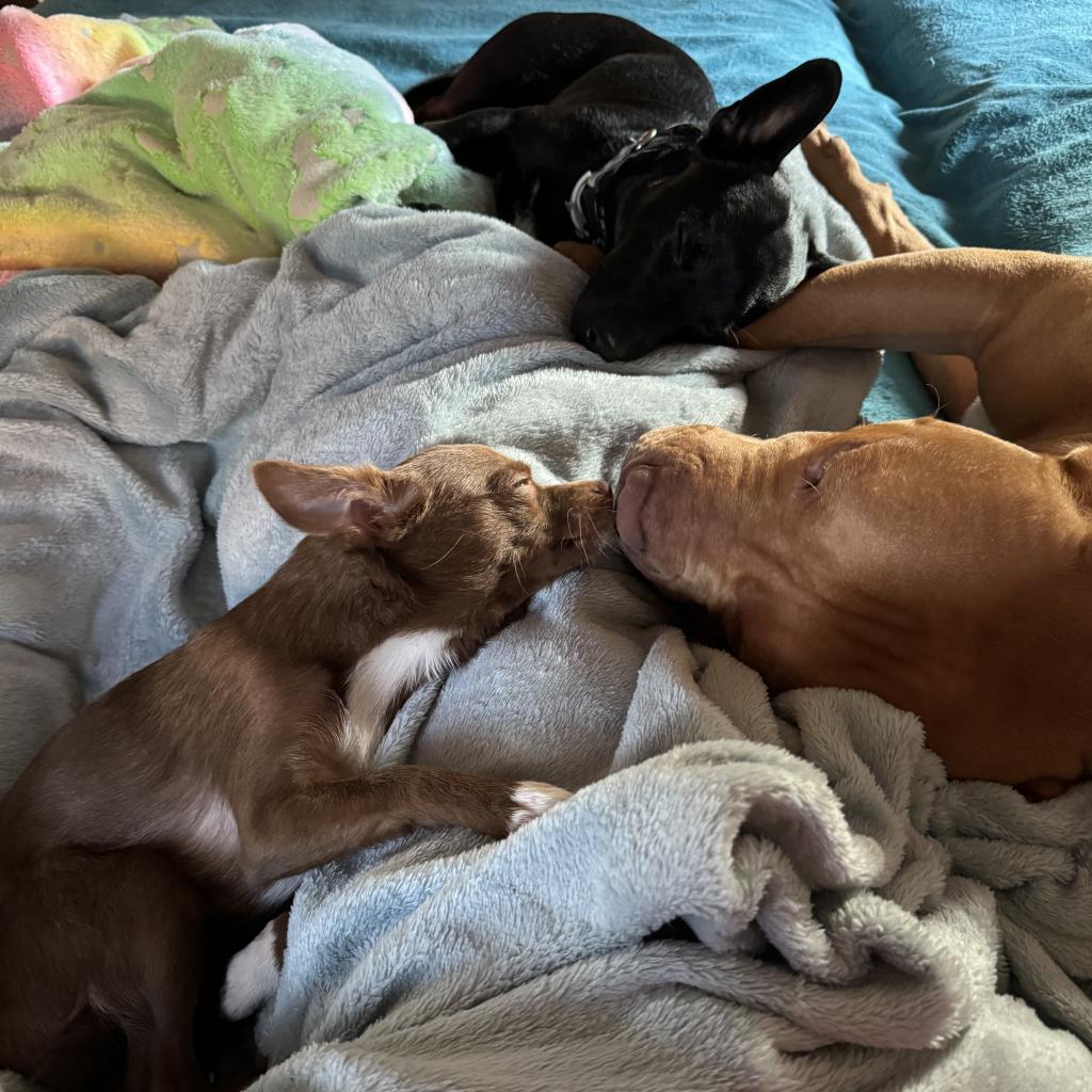 Red, a Adoptable Pit Bull Terrier in Chaska, MN image 1/6