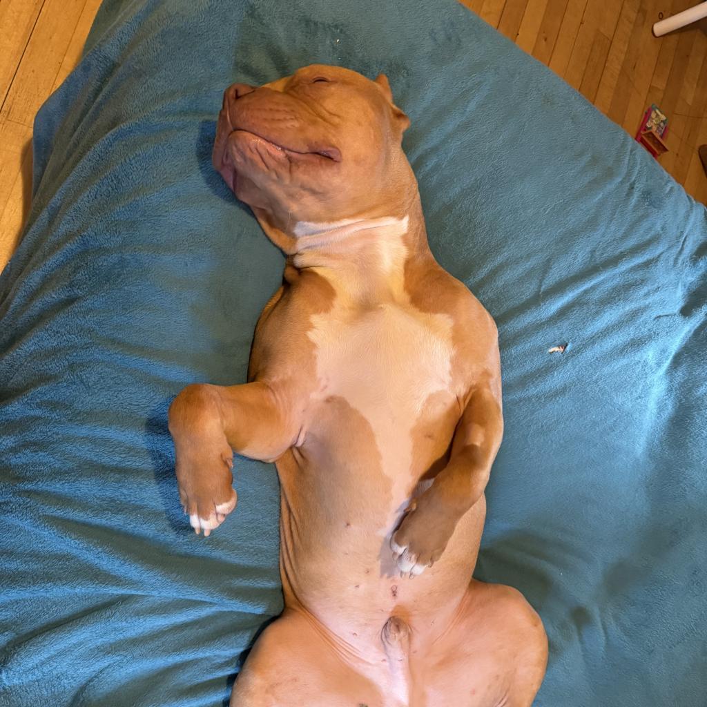 Red, a Adoptable Pit Bull Terrier in Chaska, MN image 2/6