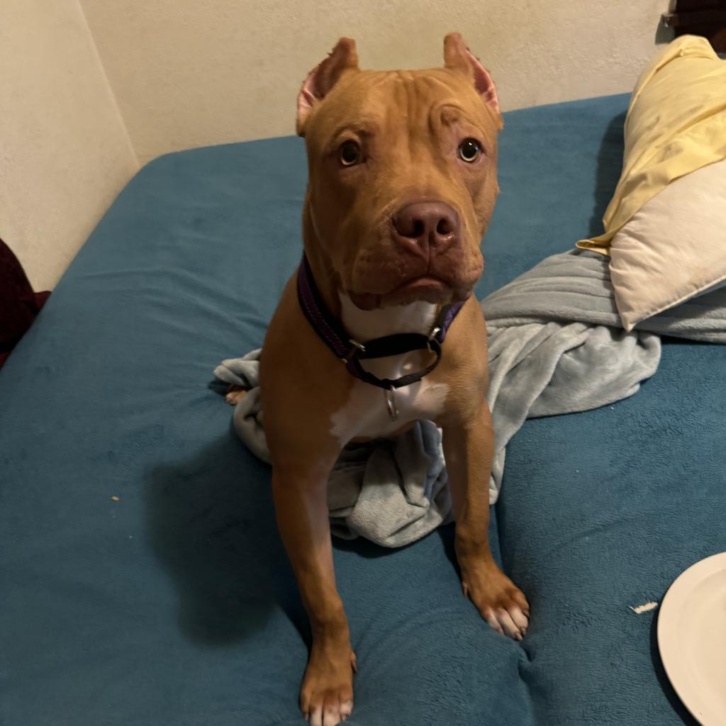 Red, a Adoptable Pit Bull Terrier in Chaska, MN image 3/6