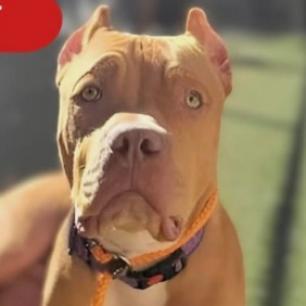 Red, a Adoptable Pit Bull Terrier in Chaska, MN image 4/6