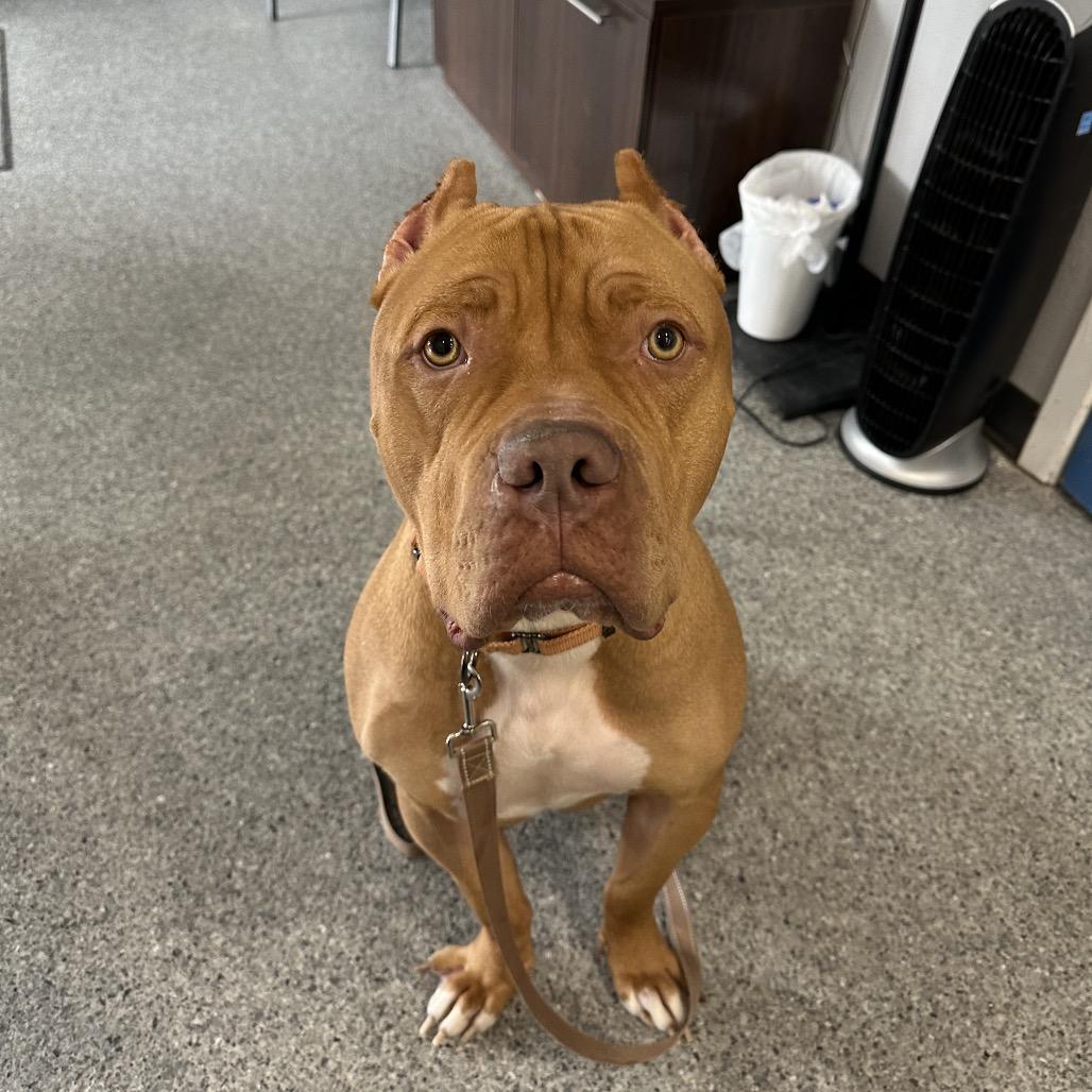 Red, a Adoptable Pit Bull Terrier in Chaska, MN image 5/6