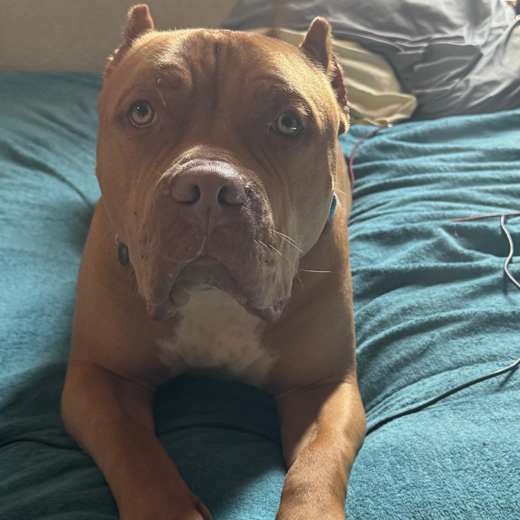 Red, a Adoptable Pit Bull Terrier in Chaska, MN image 6/6