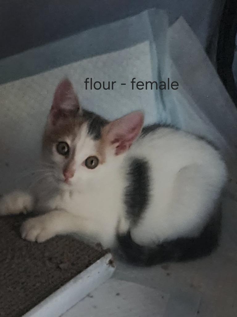 Flour, Adoptable, Kitten Female American Shorthair.