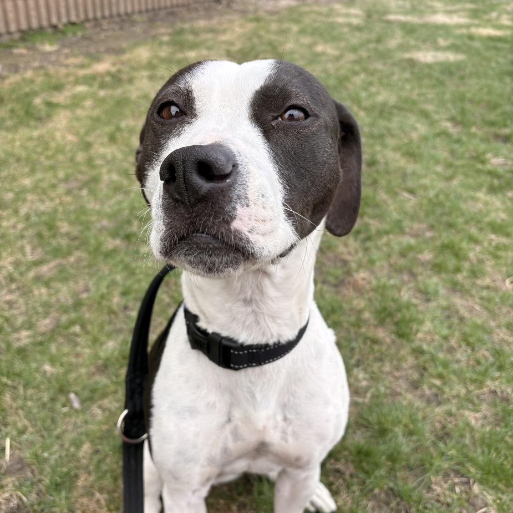 Enlarge Stormi, a Adoptable mixed breed in Norfolk, NE image 1/1