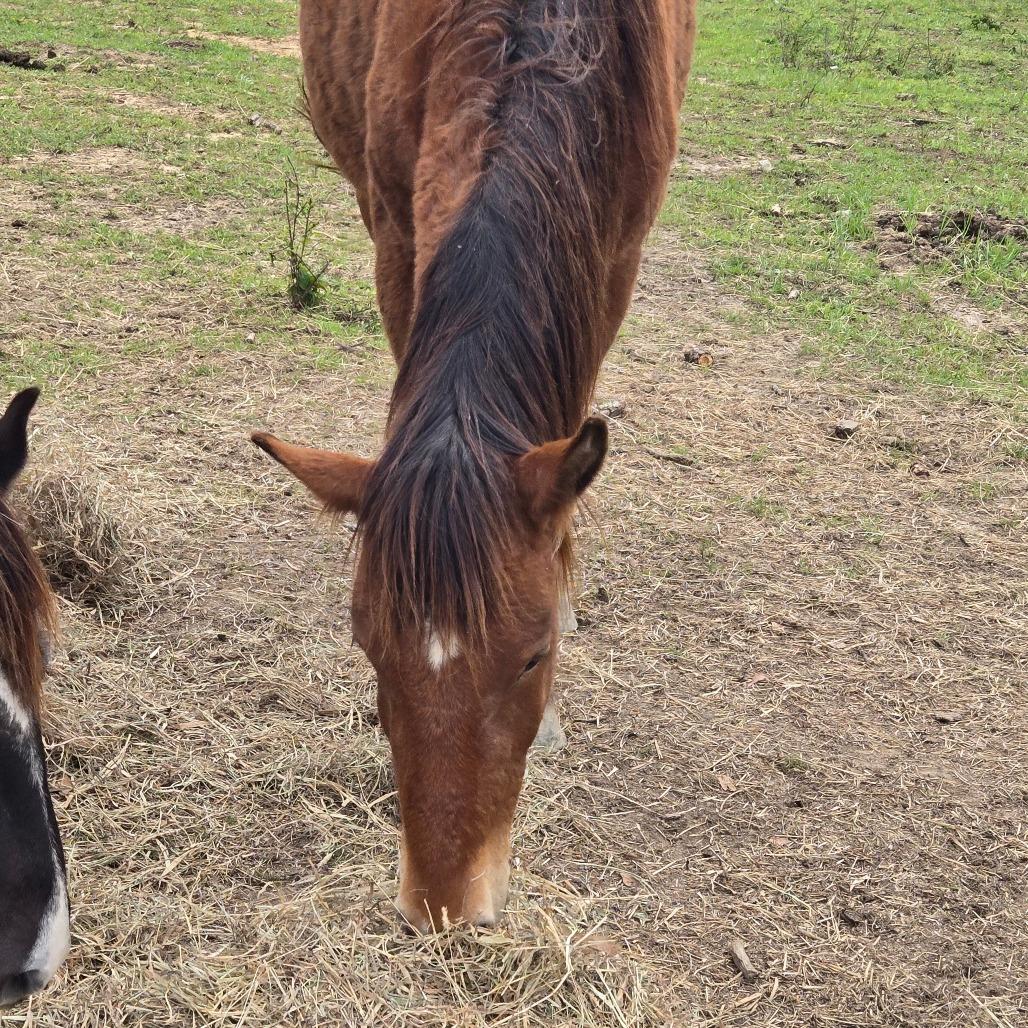 Enlarge Sable, a Adoptable Quarterhorse in Waggaman, LA image 1/4