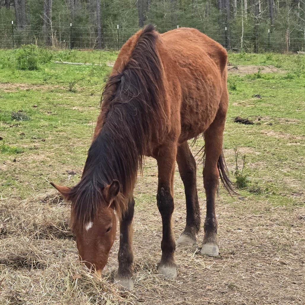 Enlarge Sable, a Adoptable Quarterhorse in Waggaman, LA image 2/4