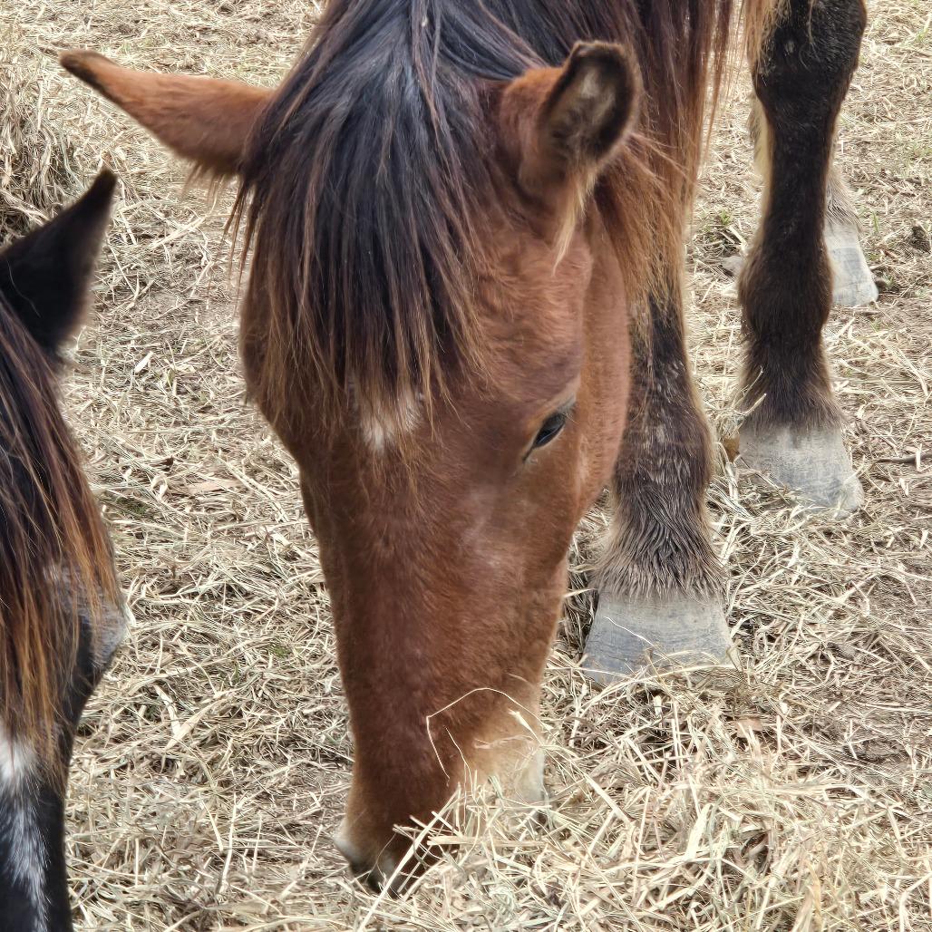 Enlarge Sable, a Adoptable Quarterhorse in Waggaman, LA image 3/4