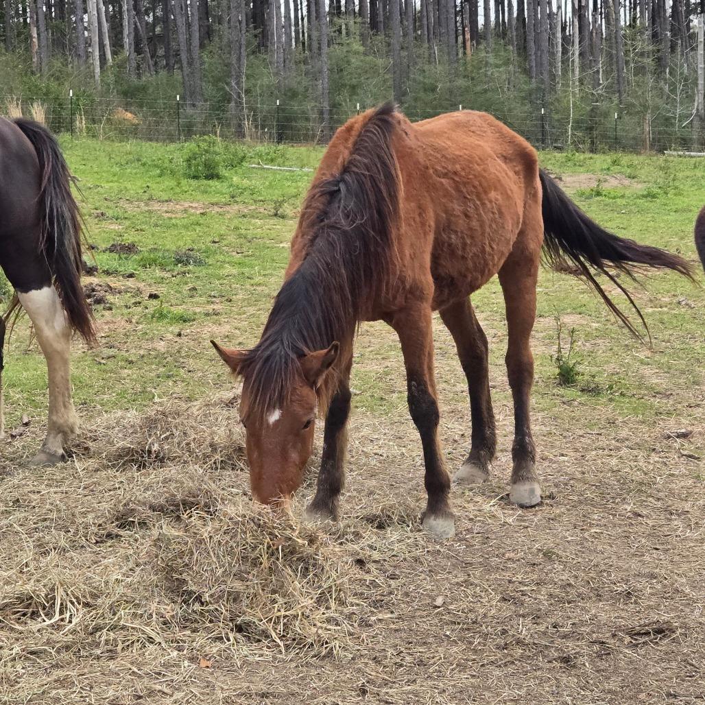 Enlarge Sable, a Adoptable Quarterhorse in Waggaman, LA image 4/4