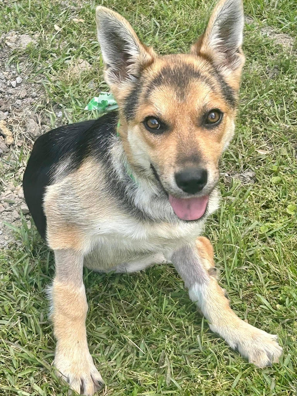 lucky lola, an adoptable German Shepherd Dog in Adams, MA, 01220 | Photo Image 1