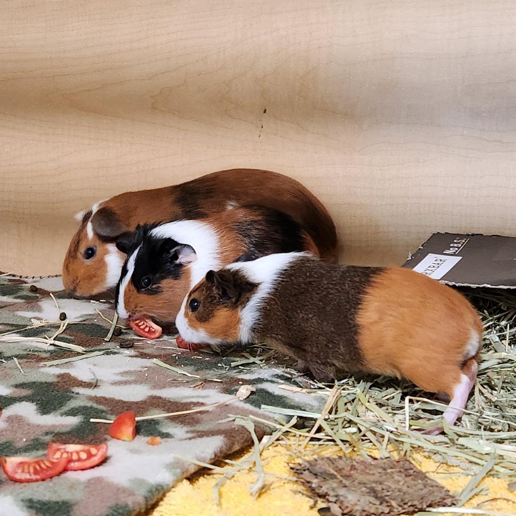 Dough Babe, Adoptable, Young Female Guinea Pig.