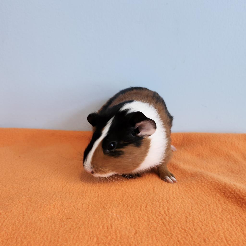 Dough Babe, a Adoptable Guinea Pig in Chesapeake, VA image 2/4