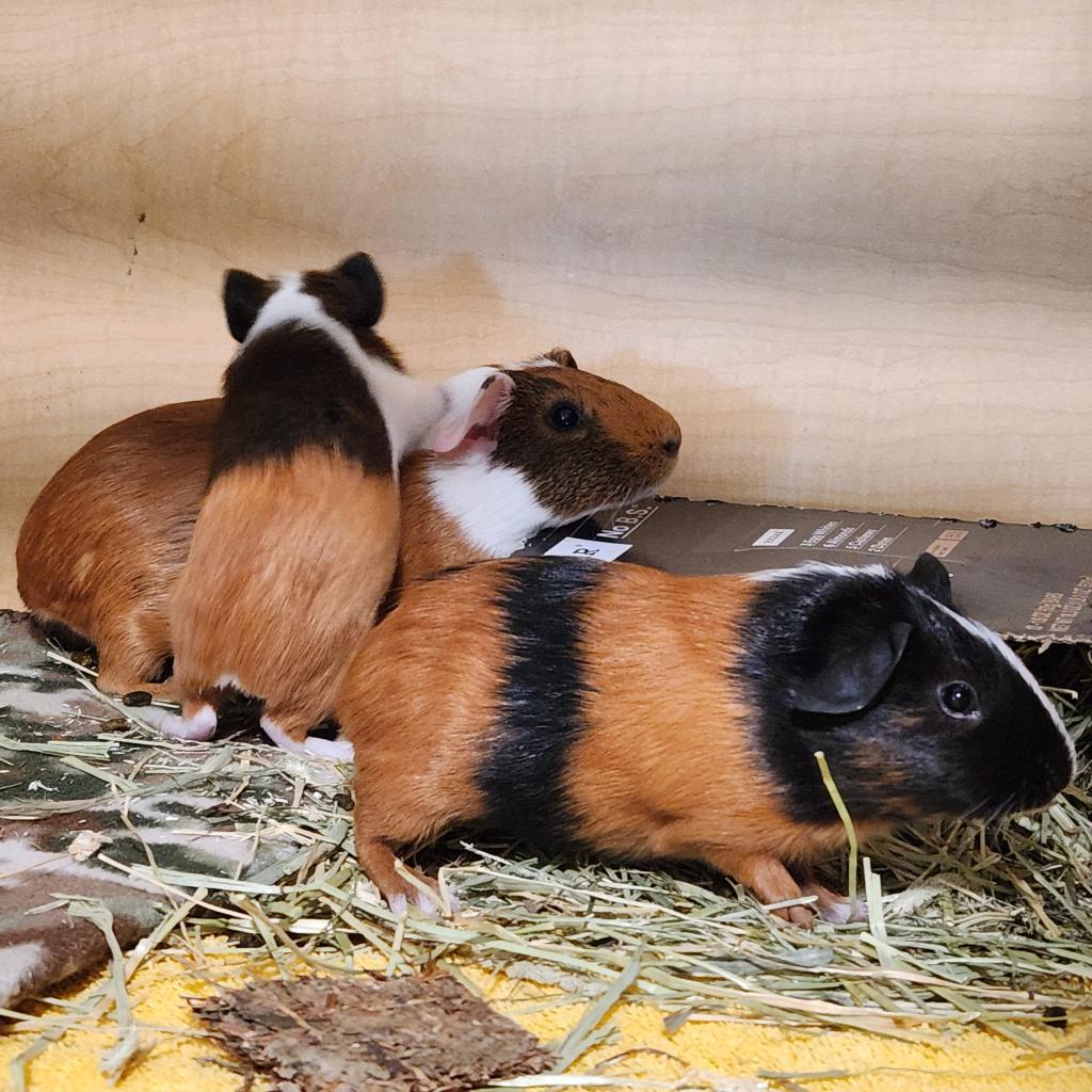 Dough Babe, a Adoptable Guinea Pig in Chesapeake, VA image 3/4
