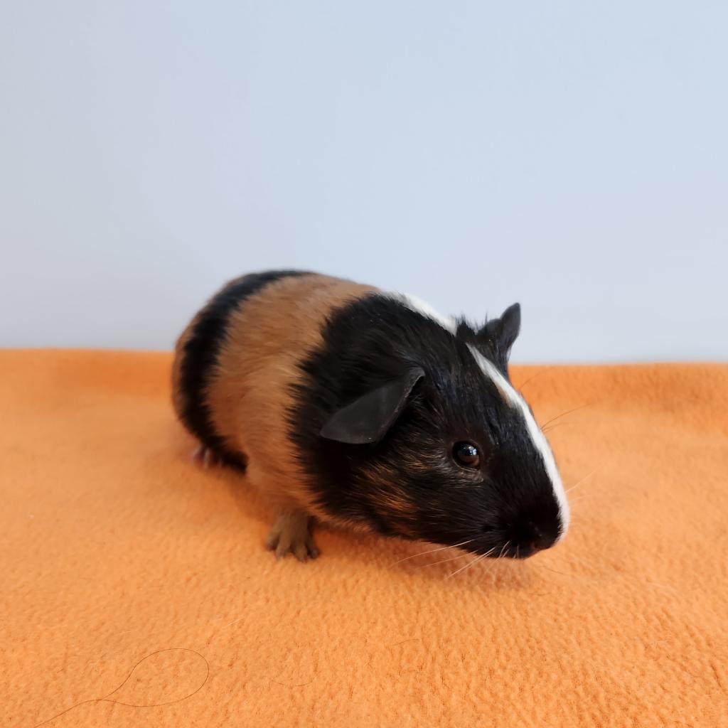 Dough Babe, a Adoptable Guinea Pig in Chesapeake, VA image 4/4