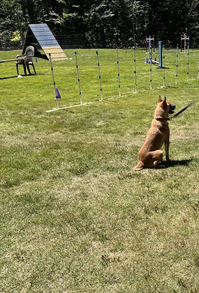 Ghetti, a Adoptable mixed breed in Gordonsville , VA image 1/3