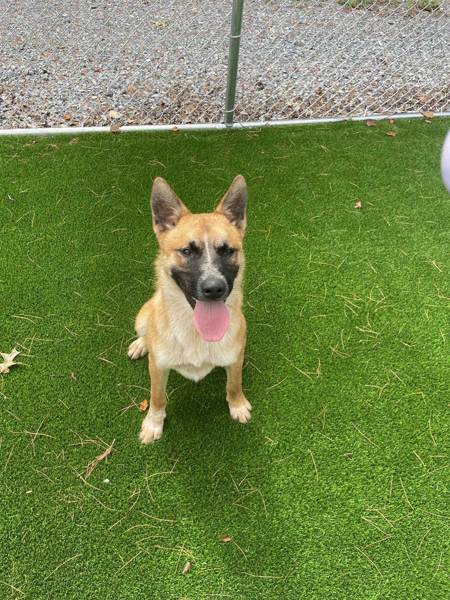 Ghetti, a Adoptable mixed breed in Gordonsville , VA image 2/3