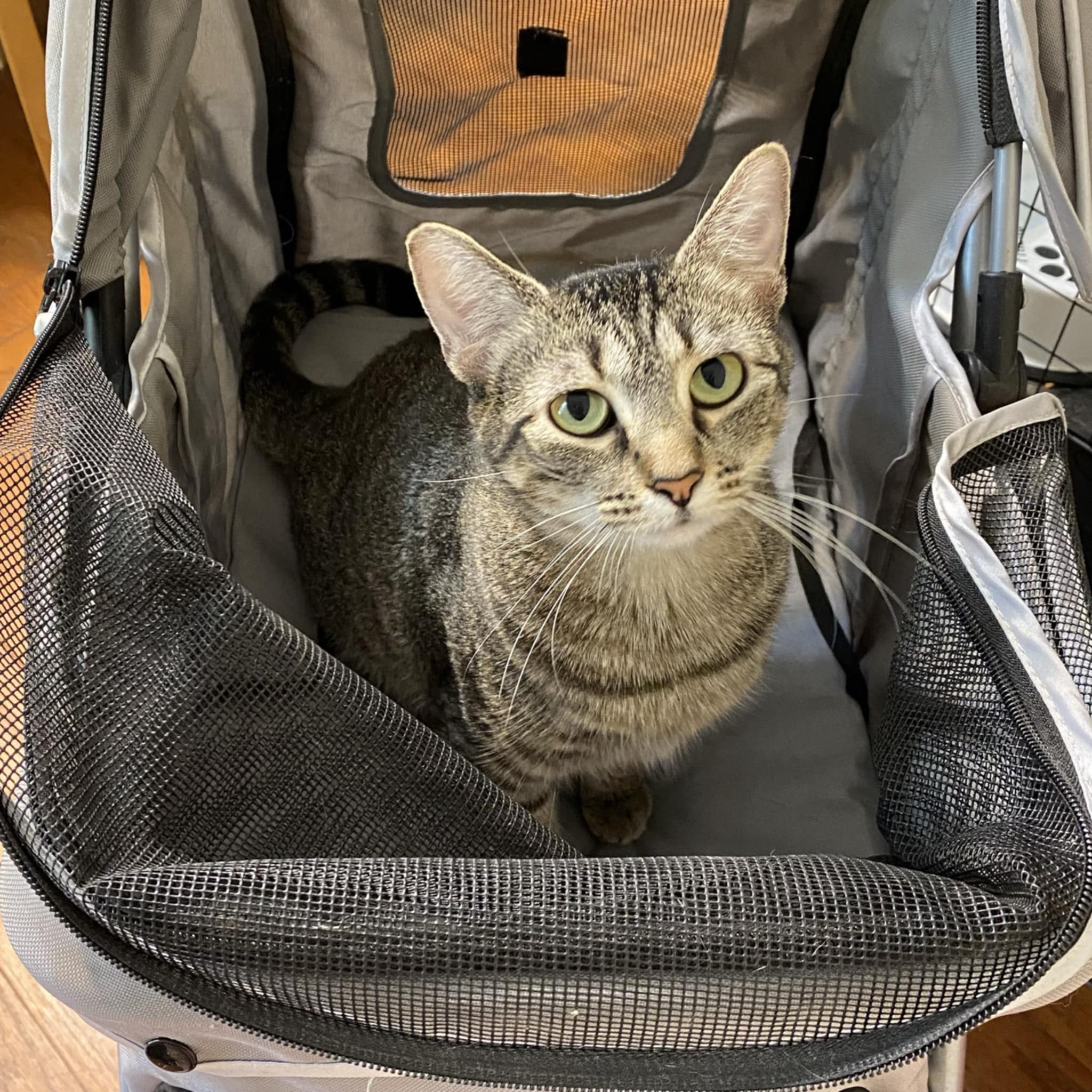 Brittany, an adoptable Tabby in Walls, MS, 38680 | Photo Image 2