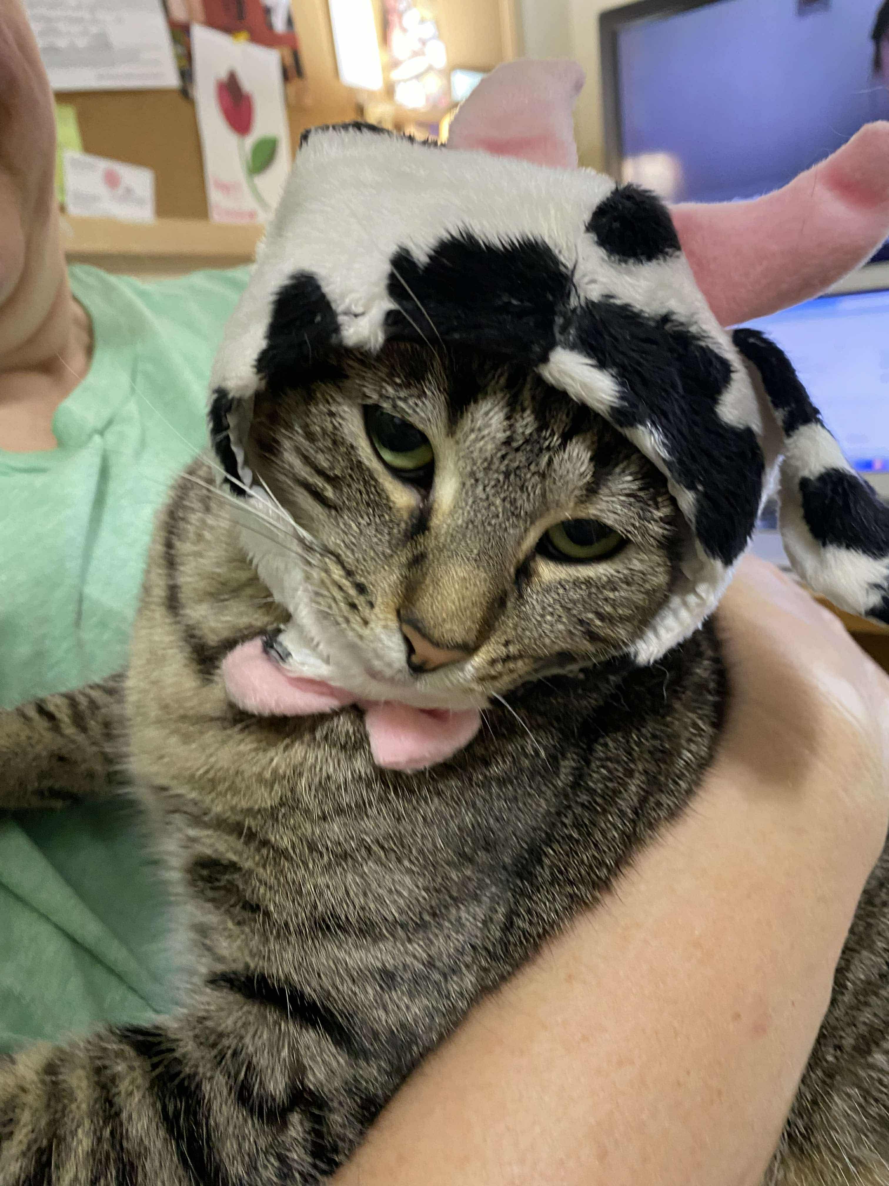 Brittany, an adoptable Tabby in Walls, MS, 38680 | Photo Image 3