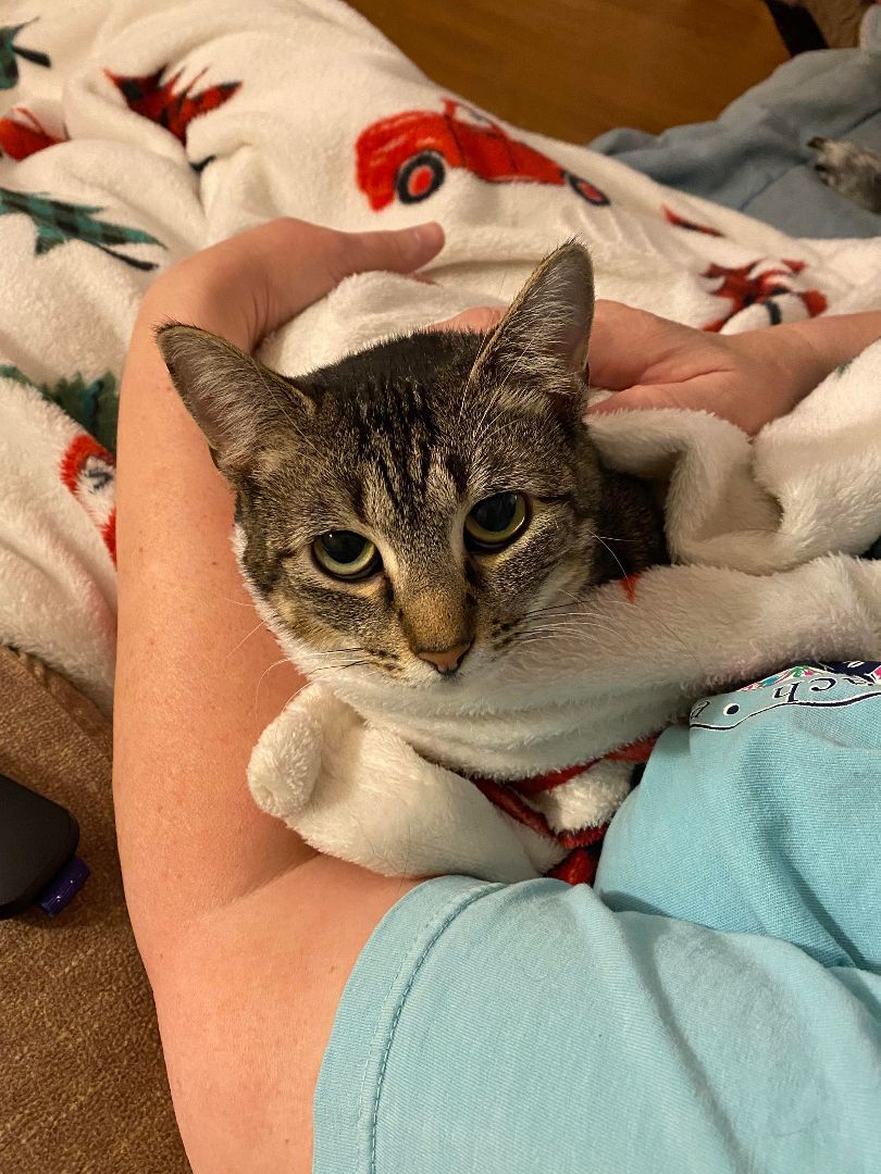 Brittany, an adoptable Tabby in Walls, MS, 38680 | Photo Image 4