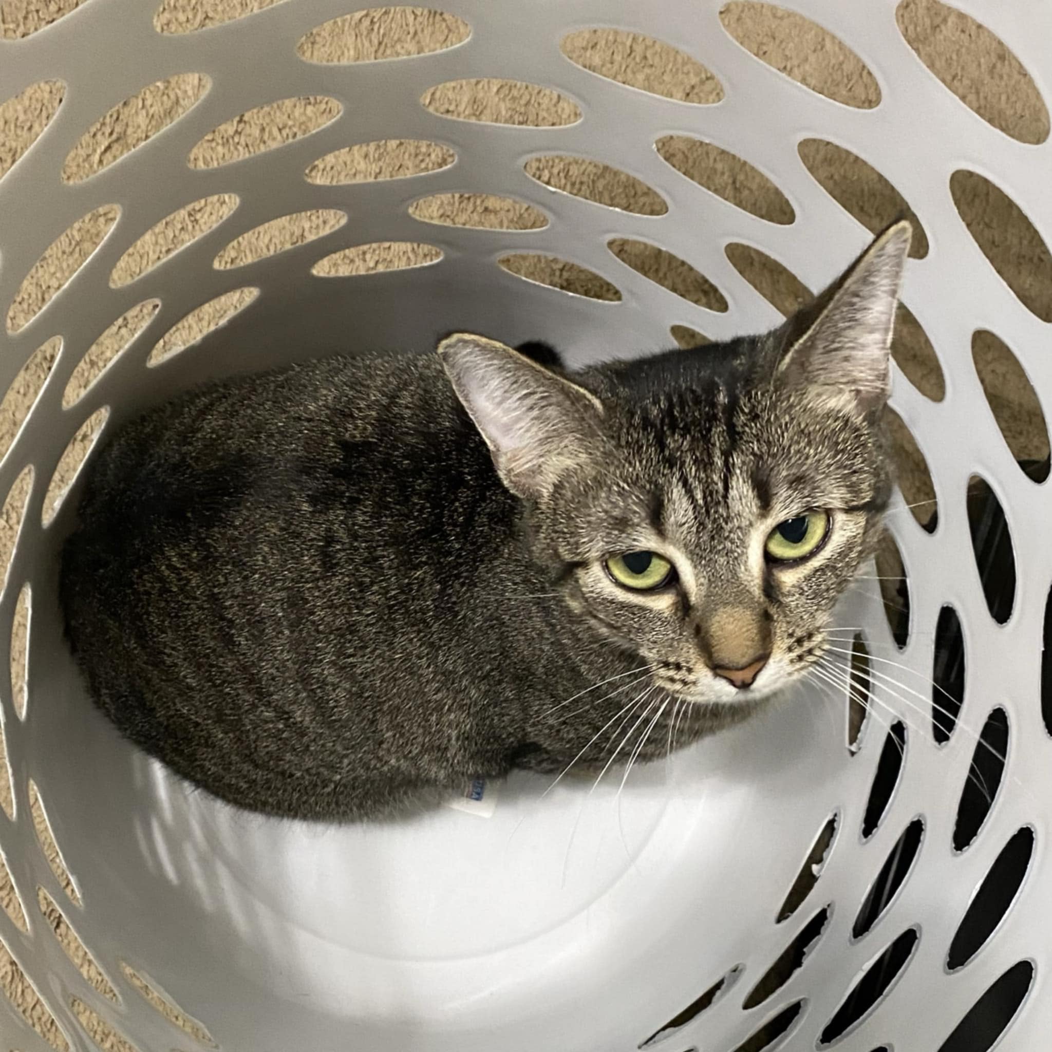 Brittany, an adoptable Tabby in Walls, MS, 38680 | Photo Image 6
