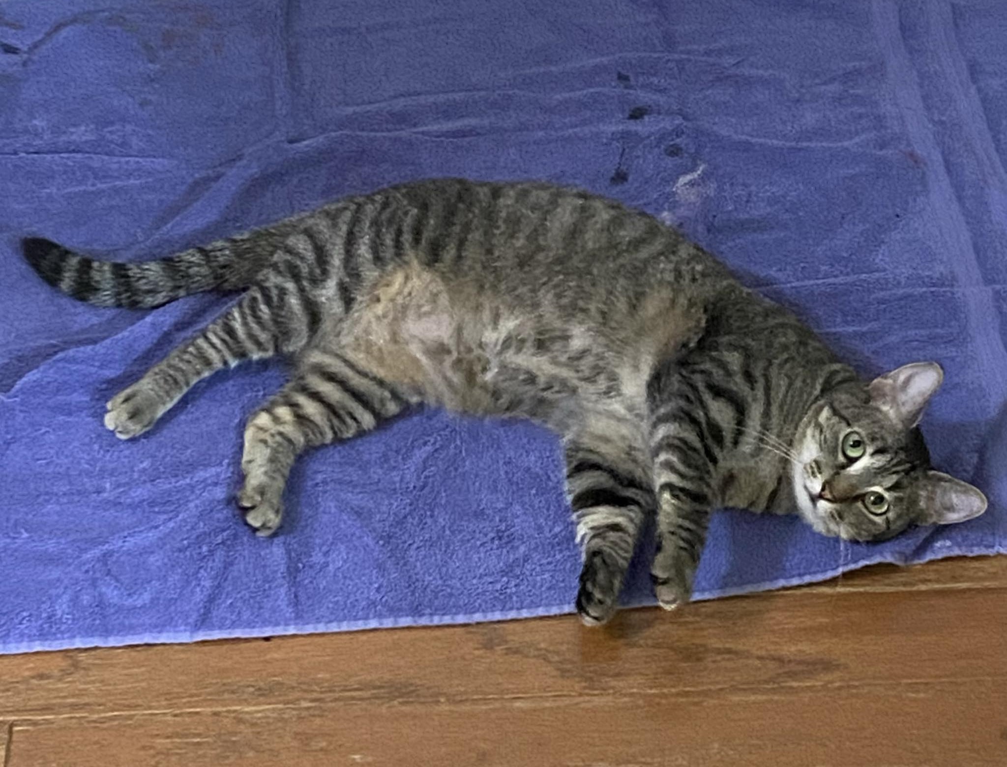 Brittany, an adoptable Tabby in Walls, MS, 38680 | Photo Image 5